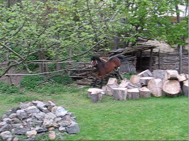 23.4. 2016 Skok hnědáka na Dni Země v PÚ - konec skoku - doskok